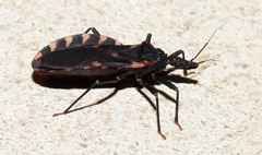 Triatoma sanguisuga