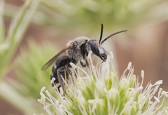 Lasioglossum albocinctum