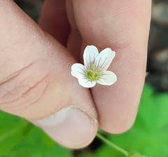 Geranium asiaticum