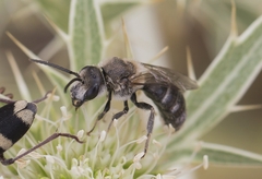 Lasioglossum albocinctum
