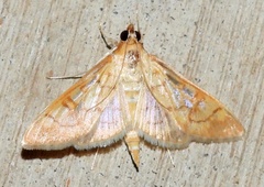 Mimorista trimaculalis
