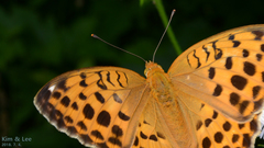 Argynnis laodice