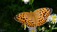 Argynnis laodice