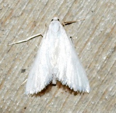 Leptosteges vestaliella
