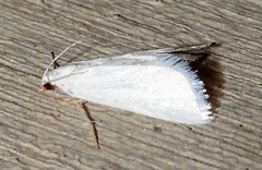 Leptosteges vestaliella