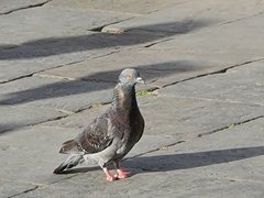 Columba livia