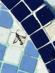 Bembecia uroceriformis