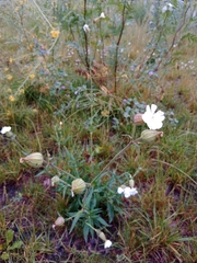 Silene latifolia