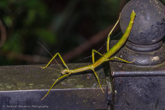Phraortes stomphax
