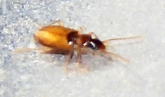 Axinopalpus fusciceps