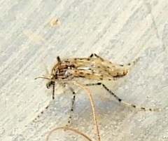 Chaoborus punctipennis