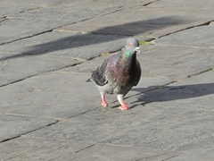 Columba livia