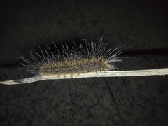 Erebidae