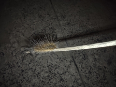 Erebidae