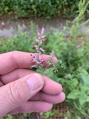 Fumaria officinalis officinalis
