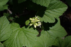 Ribes wolfii