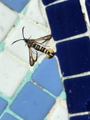 Bembecia uroceriformis