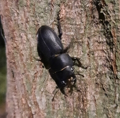 Dorcus parallelipipedus