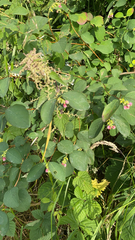 Symphoricarpos albus