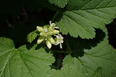 Ribes wolfii