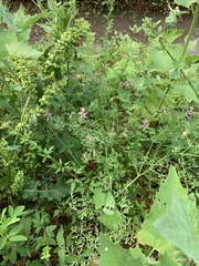 Fumaria officinalis officinalis