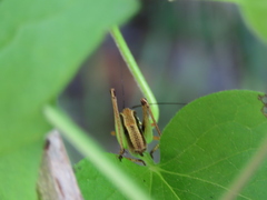 Eupholidoptera smyrnensis