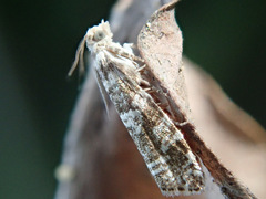 Epinotia tedella