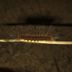 Erebidae