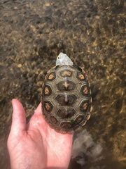 Malaclemys terrapin macrospilota