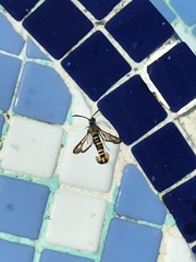 Bembecia uroceriformis