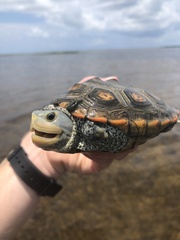 Malaclemys terrapin macrospilota