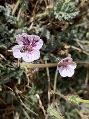 Erodium cheilanthifolium