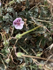 Erodium cheilanthifolium
