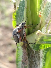 Macrodactylus mexicanus