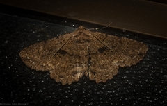 Paradromulia ambigua