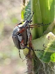 Macrodactylus mexicanus
