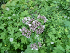 Valeriana sambucifolia
