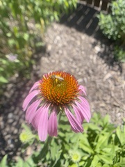 Halictus ligatus