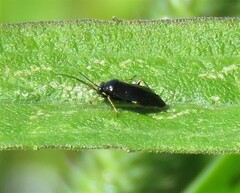 Slaterocoris