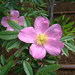 Rosa nitida - Photo (c) Sakurai Midori, algunos derechos reservados (CC BY-SA)