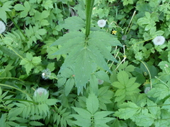 Valeriana sambucifolia
