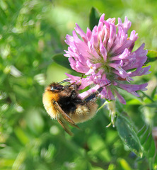 Bombus muscorum