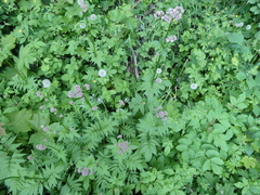 Valeriana sambucifolia