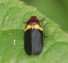 Sphenorhina obliterata
