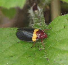Sphenorhina obliterata