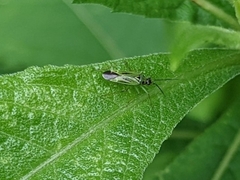 Ilnacora