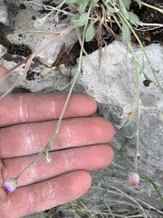 Erigeron tweedyi