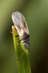 Metopoplax origani