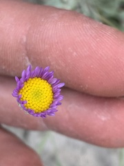 Erigeron tweedyi