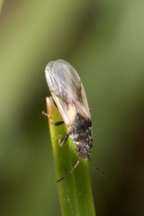 Metopoplax origani